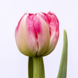 Beautiful double pink tulip Voque