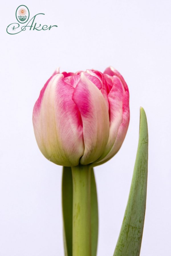 Beautiful double pink tulip Voque