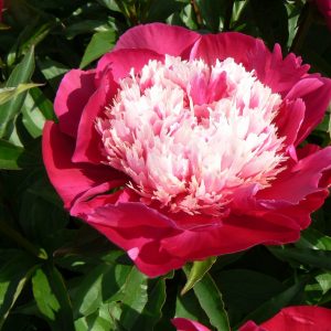 Beautiful purple peony with white heart White Cap