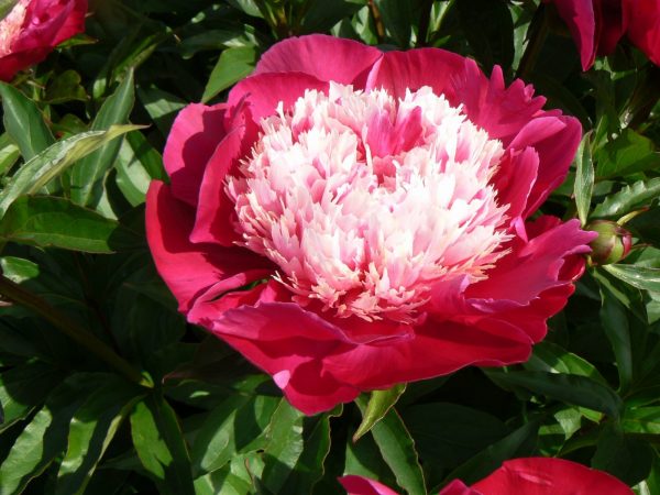 Beautiful purple peony with white heart White Cap