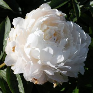 Beautiful big flower peony White Sarah Bernhardt