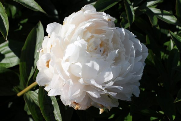 Beautiful big flower peony White Sarah Bernhardt