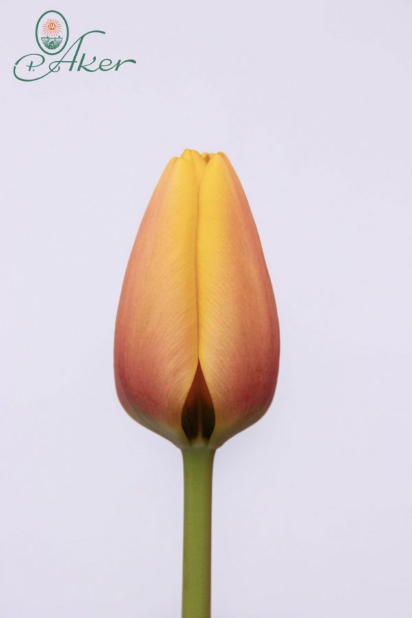 Beautiful orange yellow tulip World Peace