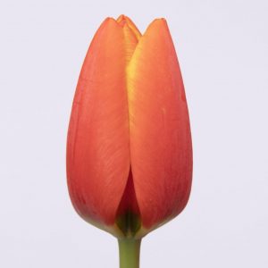 Beautiful single red/yellow tulip World's Favourite
