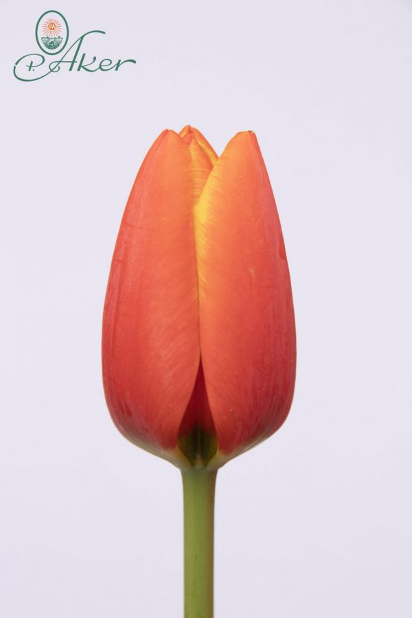 Beautiful single red/yellow tulip World's Favourite