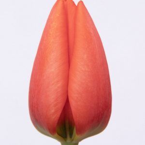 Beautiful red tulip Worlds Fire