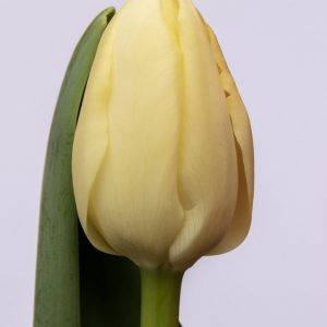 Beautiful creme tulip Yankee