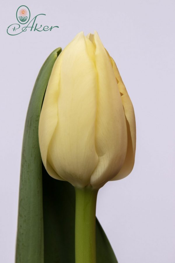 Beautiful creme tulip Yankee