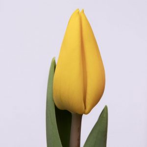 Beautiful yellow tulip Yellow Flight