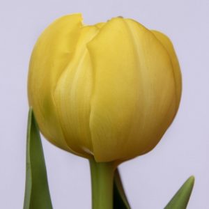 Beautiful yellow tulip Yellow Margarita