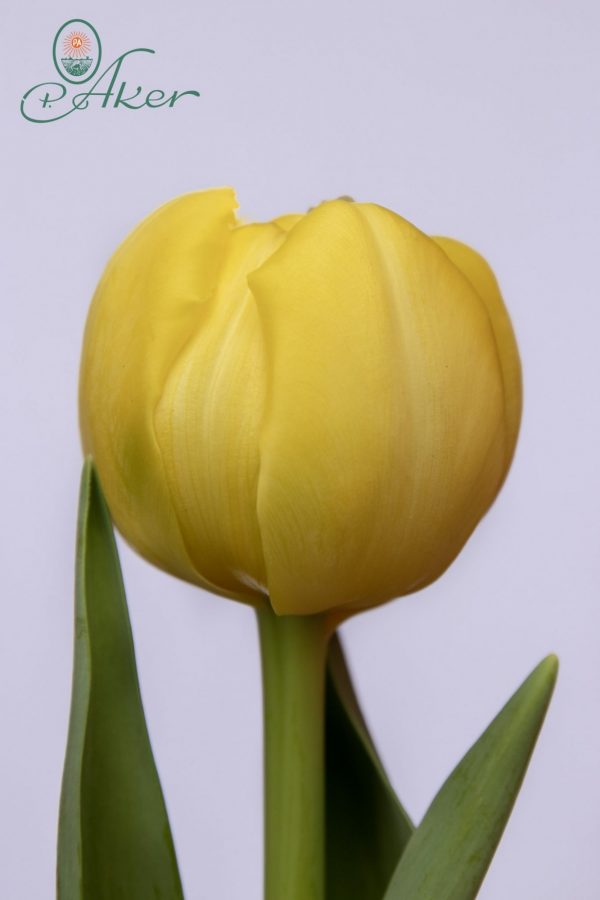 Beautiful yellow tulip Yellow Margarita