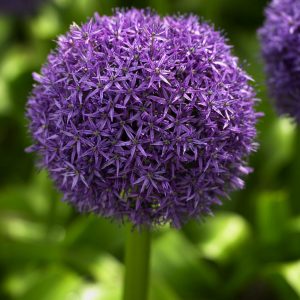 Purple Allium Globemaster