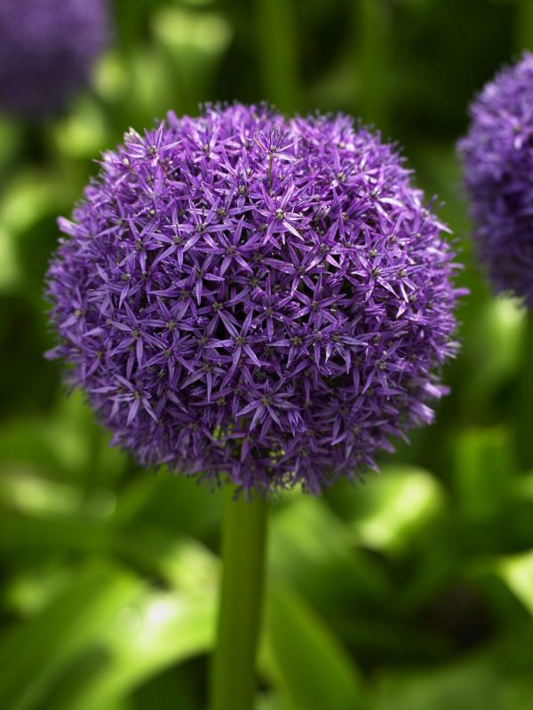 Purple Allium Globemaster