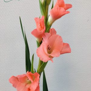 Beautiful salmon pink gladiolus