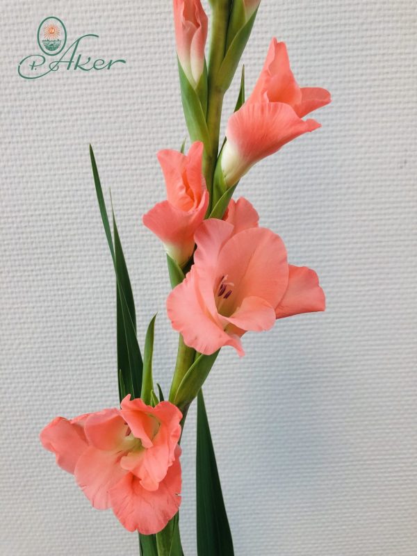Beautiful salmon pink gladiolus