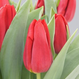 Beautiful strong red tulip