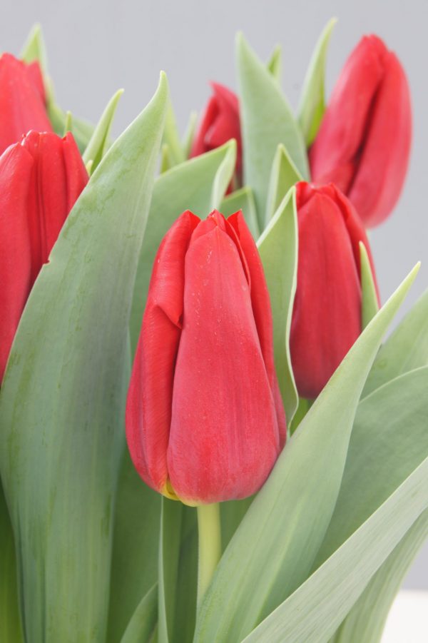 Beautiful strong red tulip