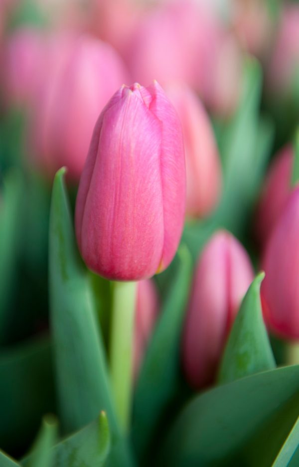 Beautiful pink tulip Ace Pink