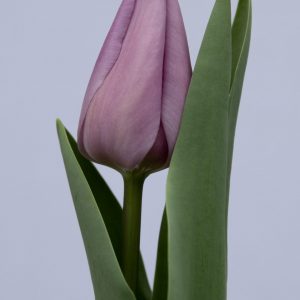 Beautiful purple tulip Alibi