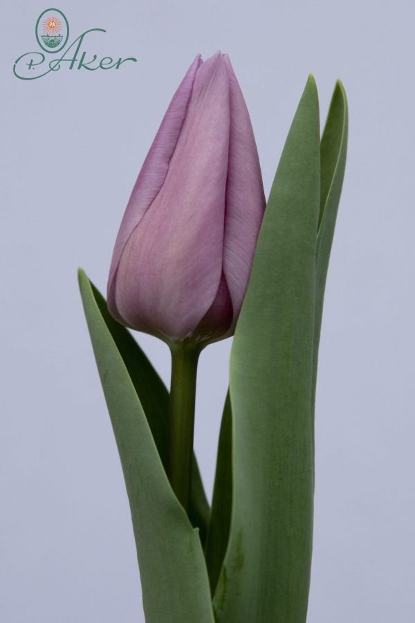 Beautiful purple tulip Alibi