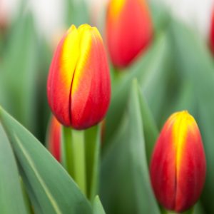 Red/Yellow tulips