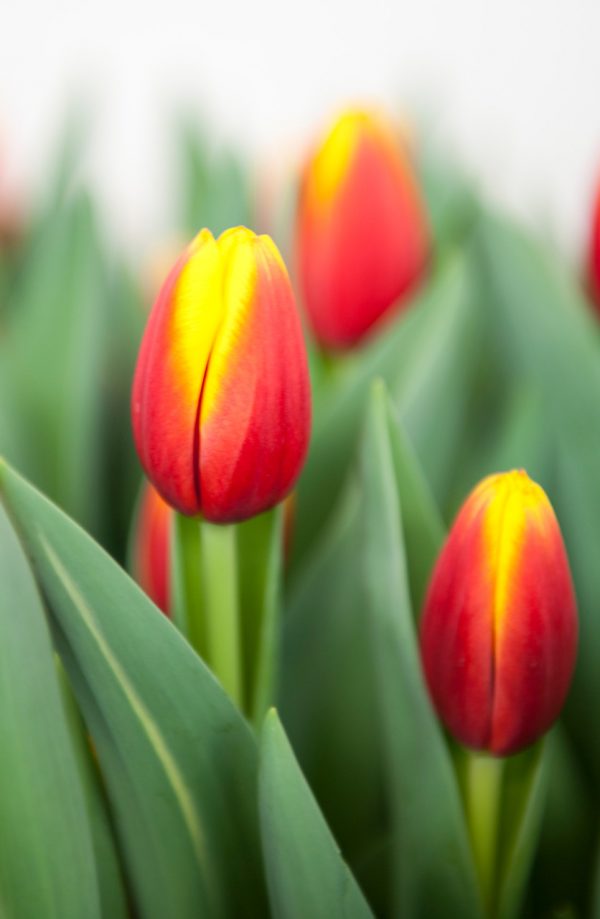 Red/Yellow tulips