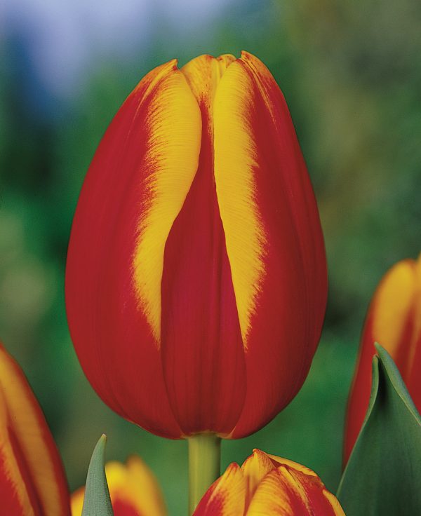 Red and Yellow tulp Andre Citroen