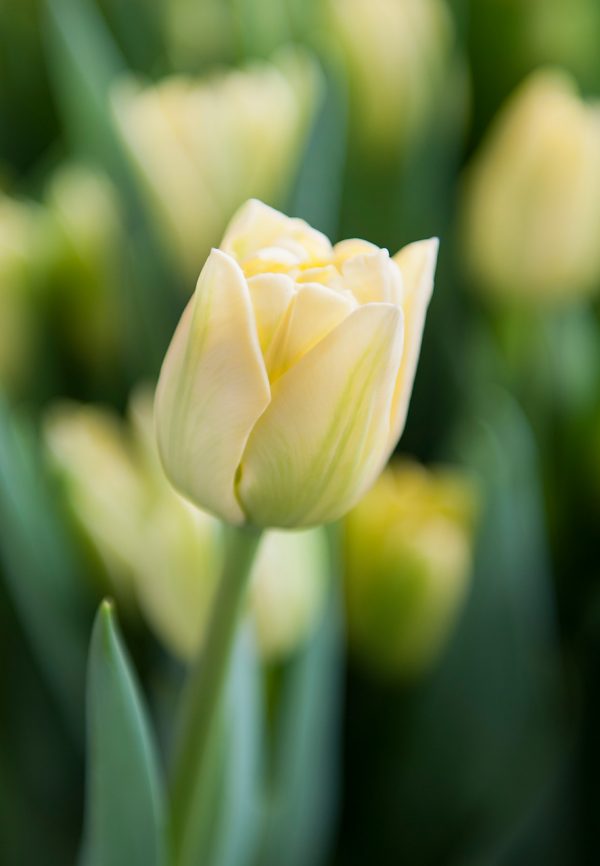 Double yellow tulip Avant Garde