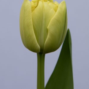 Beautiful tulip Avant Garde