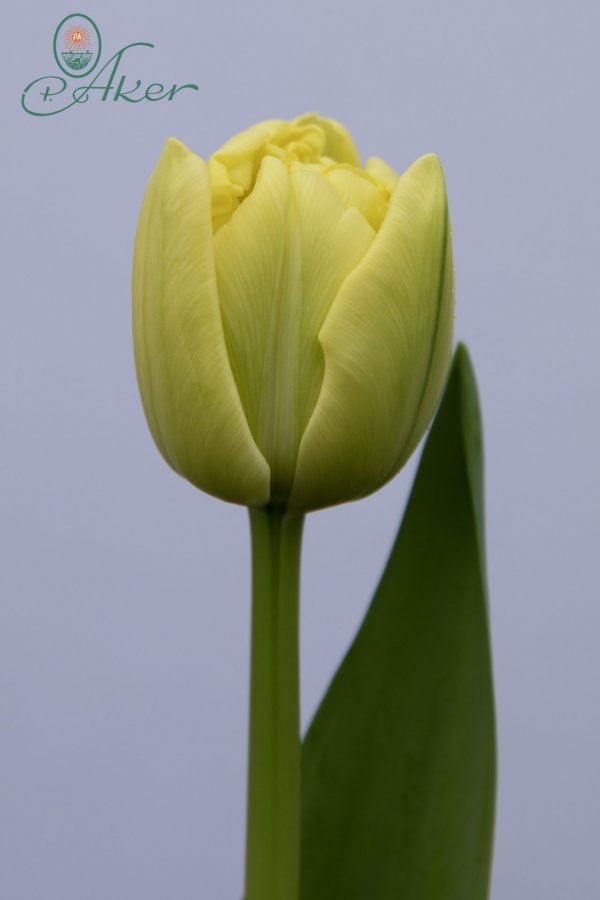 Beautiful tulip Avant Garde