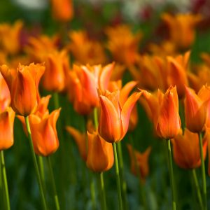 Orange crown tulip Ballerina