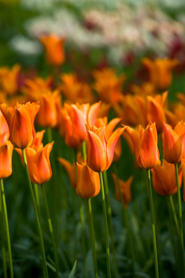 Orange crown tulip Ballerina