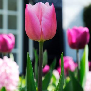 Beautiful pink tulip Christmas Dream