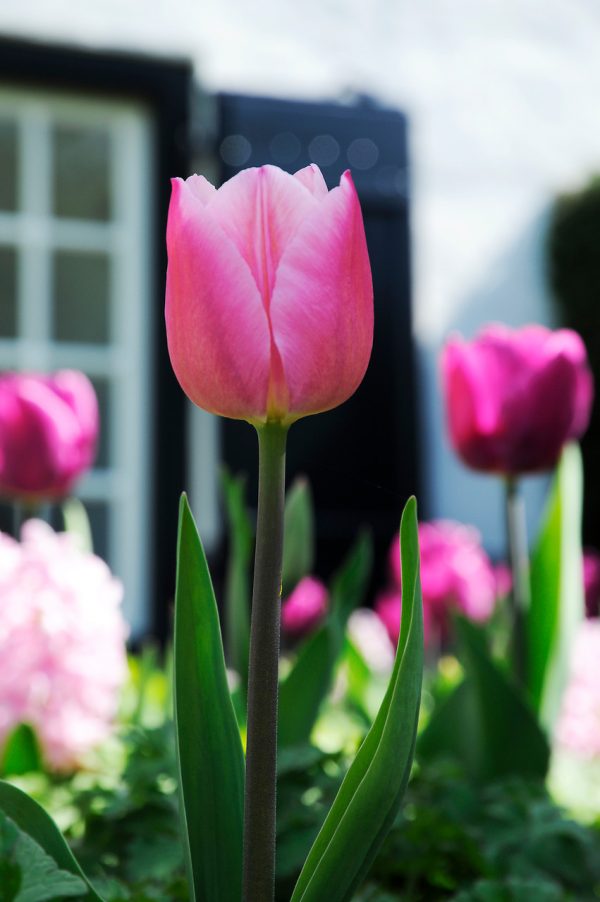 Beautiful pink tulip Christmas Dream