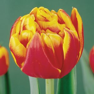 Double red en Yellow tulip Ceilesta