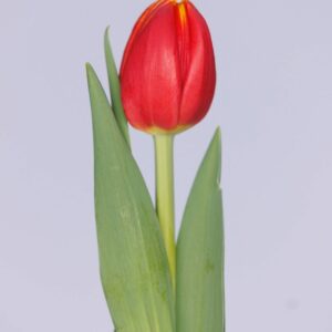 Single red/yellow tulip with green leaves