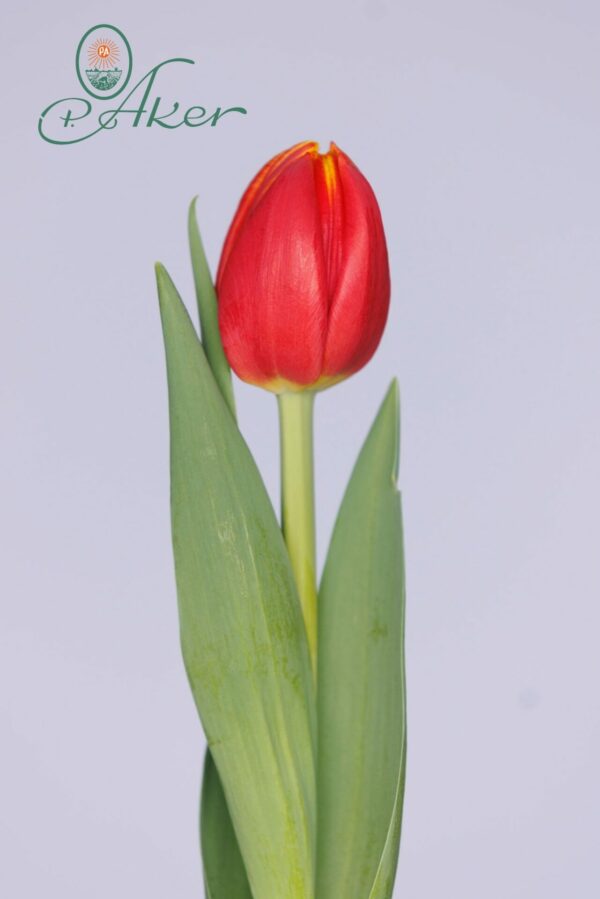 Single red/yellow tulip with green leaves