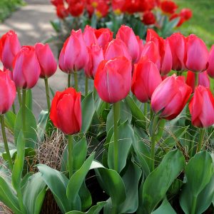 Red Tulip Come Back