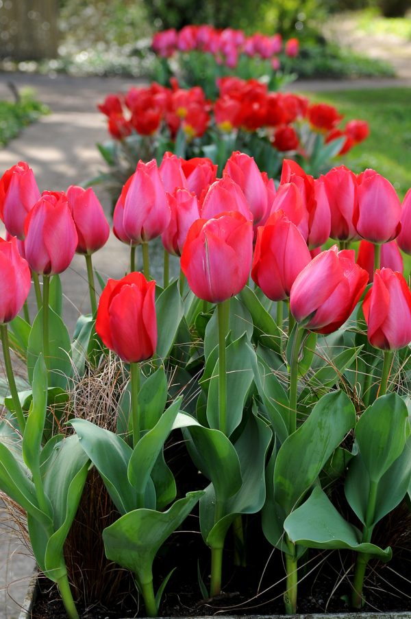 Red Tulip Come Back