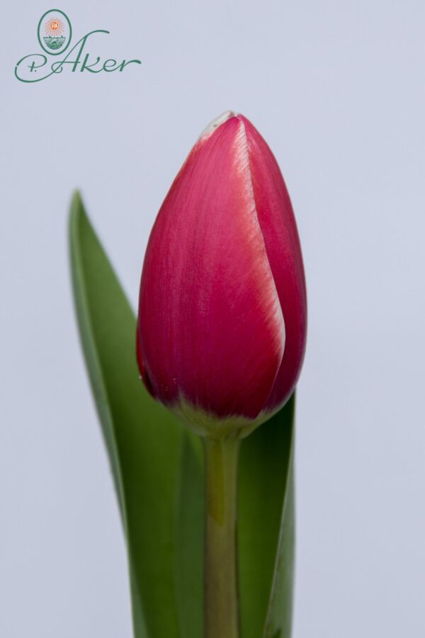Single red/White tulip