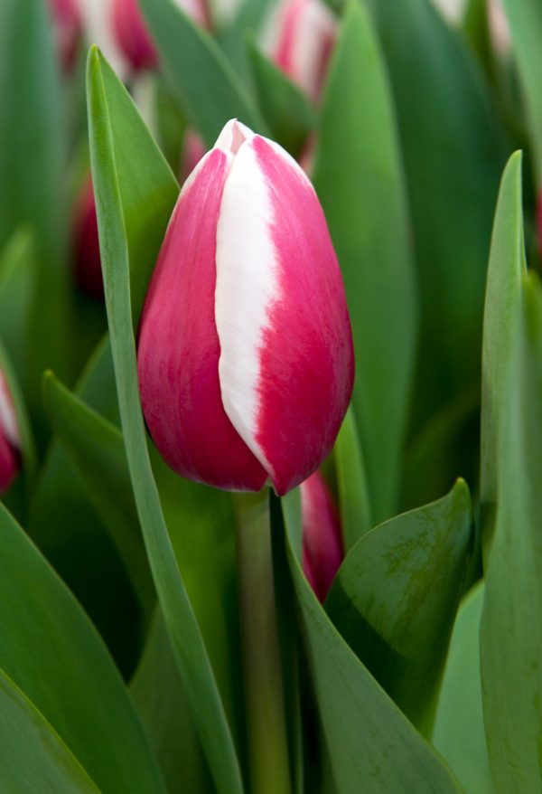 Beautiful red/white tulip Crossover
