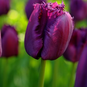 Beautiful purple tulip