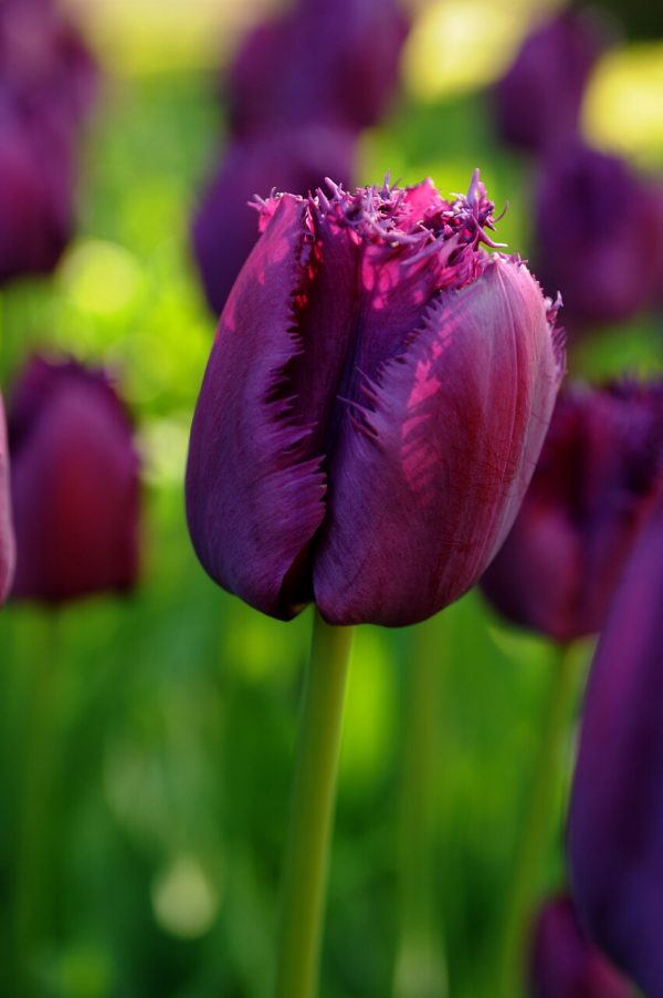 Beautiful purple tulip