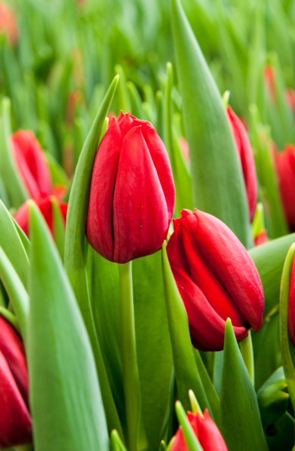 Nice red tulip Delta Red