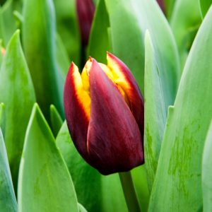 Brown/Yellow tulip Doberman