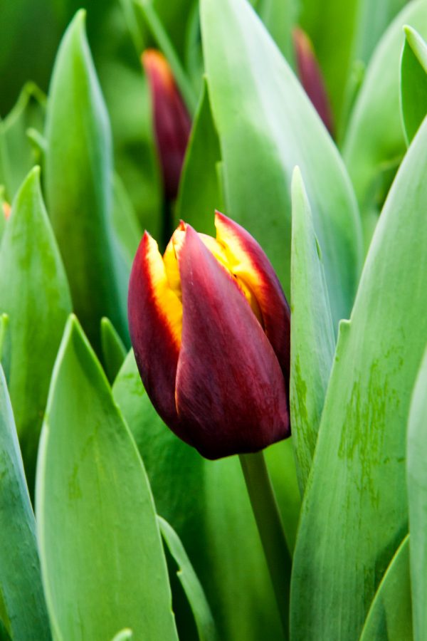 Brown/Yellow tulip Doberman