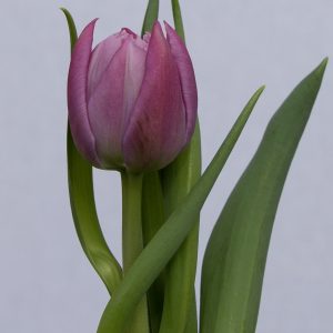 Single purple tulip