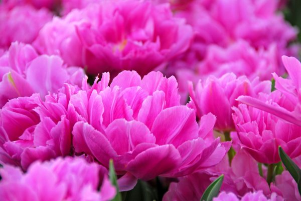 Flowering double purple tulips