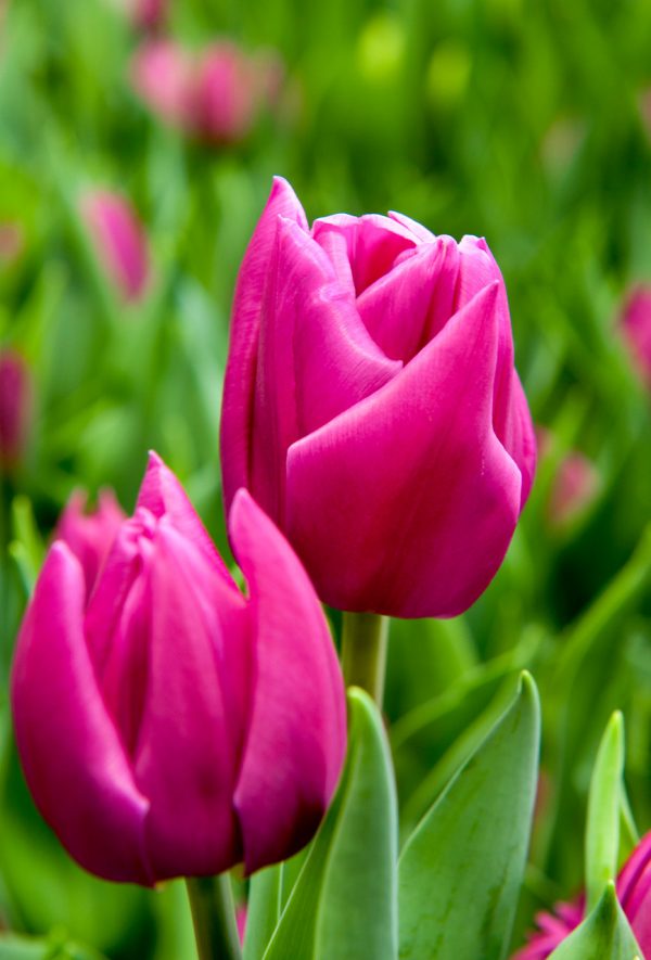 Purple double tulip Double Princess