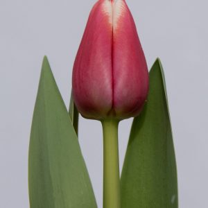 Stunning light red/white tulip Dutch Design